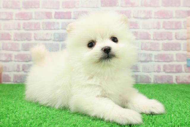 新潟県のポメラニアン (Coo&RIKUイオンモール新発田店/2025年11月30日生まれ/男の子/クリーム)の子犬の3枚目の画像