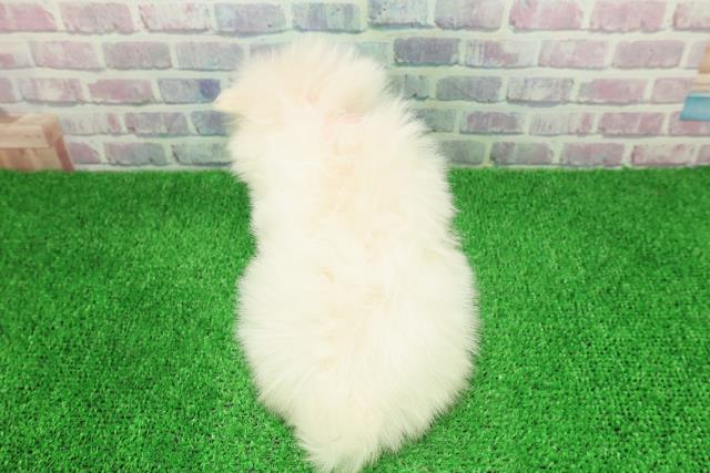 新潟県のポメラニアン (Coo&RIKUイオンモール新発田店/2025年11月30日生まれ/男の子/クリーム)の子犬の4枚目の画像