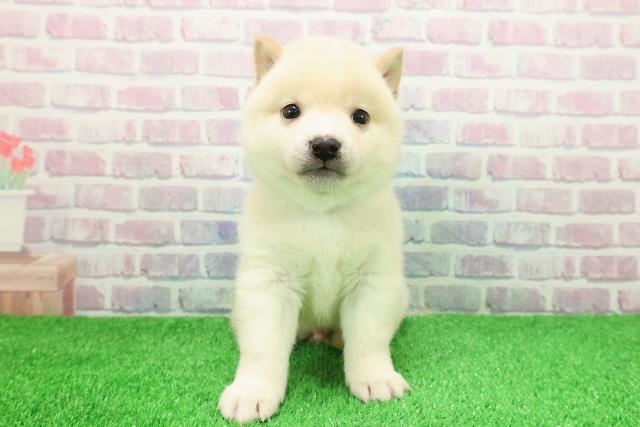 東京都の豆柴 (Coo&RIKU新小岩店/2025年11月30日生まれ/男の子/白)の子犬の1枚目の画像