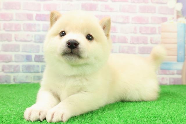 東京都の豆柴 (Coo&RIKU新小岩店/2025年11月30日生まれ/男の子/白)の子犬の2枚目の画像