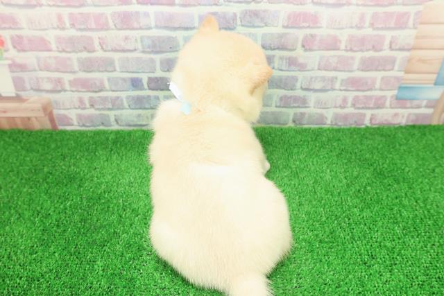 東京都の豆柴 (Coo&RIKU新小岩店/2025年11月30日生まれ/男の子/白)の子犬の4枚目の画像