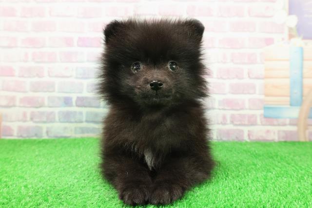 神奈川県のポメラニアン (Coo&RIKU横浜旭店/2025年11月30日生まれ/男の子/ブラックホワイト)の子犬の1枚目の画像