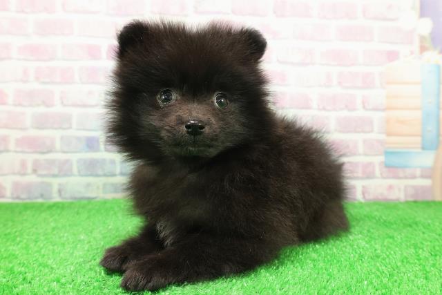 神奈川県のポメラニアン (Coo&RIKU横浜旭店/2025年11月30日生まれ/男の子/ブラックホワイト)の子犬の2枚目の画像