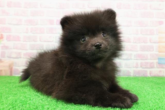 神奈川県のポメラニアン (Coo&RIKU横浜旭店/2025年11月30日生まれ/男の子/ブラックホワイト)の子犬の3枚目の画像