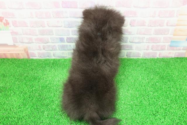 神奈川県のポメラニアン (Coo&RIKU横浜旭店/2025年11月30日生まれ/男の子/ブラックホワイト)の子犬の4枚目の画像