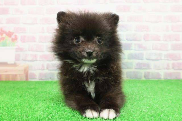 東京都のポメラニアン (Coo&RIKU練馬店/2025年11月30日生まれ/男の子/ブラックホワイト)の子犬の1枚目の画像