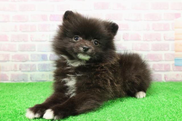 東京都のポメラニアン (Coo&RIKU練馬店/2025年11月30日生まれ/男の子/ブラックホワイト)の子犬の2枚目の画像