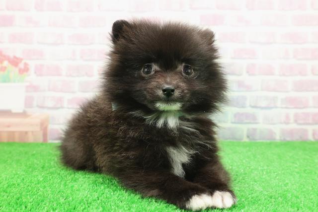 東京都のポメラニアン (Coo&RIKU練馬店/2025年11月30日生まれ/男の子/ブラックホワイト)の子犬の3枚目の画像