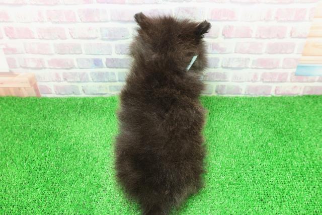 東京都のポメラニアン (Coo&RIKU練馬店/2025年11月30日生まれ/男の子/ブラックホワイト)の子犬の4枚目の画像