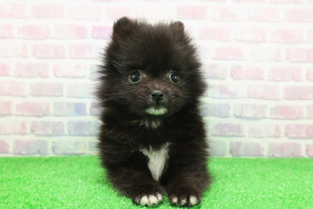 青森県のポメラニアン (Coo&RIKU弘前店/2025年11月30日生まれ/男の子/ブラックホワイト)の子犬の1枚目の画像