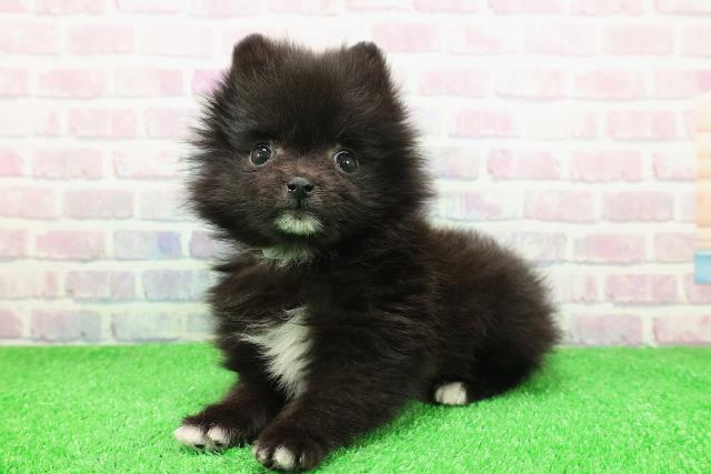 青森県のポメラニアン (Coo&RIKU弘前店/2025年11月30日生まれ/男の子/ブラックホワイト)の子犬の2枚目の画像