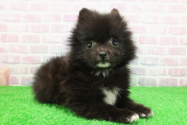 青森県のポメラニアン (Coo&RIKU弘前店/2025年11月30日生まれ/男の子/ブラックホワイト)の子犬の3枚目の画像