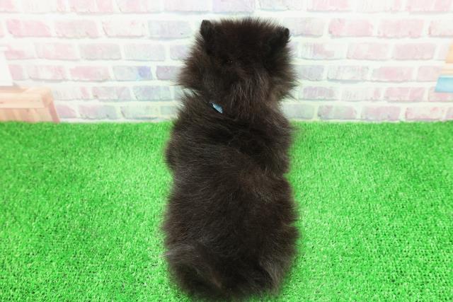 青森県のポメラニアン (Coo&RIKU弘前店/2025年11月30日生まれ/男の子/ブラックホワイト)の子犬の4枚目の画像