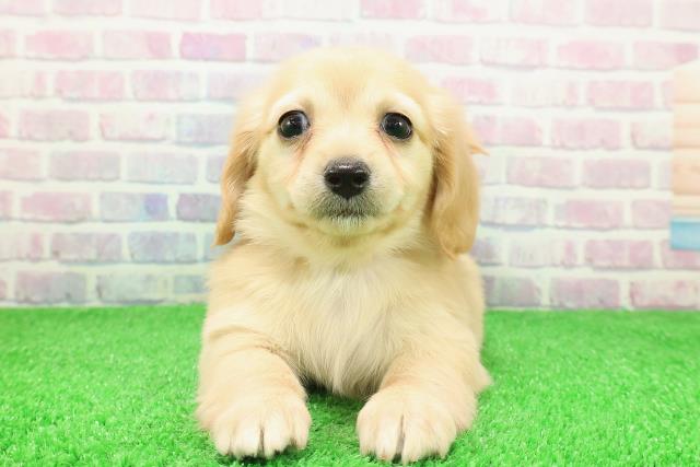 新潟県のチワックス(チワワ×ダックス) (Coo&RIKU新潟東店/2025年11月27日生まれ/女の子/クリーム)の子犬の1枚目の画像