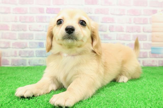 新潟県のチワックス(チワワ×ダックス) (Coo&RIKU新潟東店/2025年11月27日生まれ/女の子/クリーム)の子犬の2枚目の画像