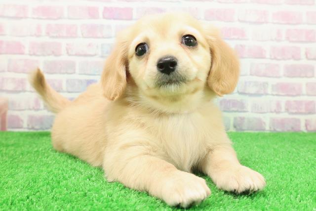 新潟県のチワックス(チワワ×ダックス) (Coo&RIKU新潟東店/2025年11月27日生まれ/女の子/クリーム)の子犬の3枚目の画像