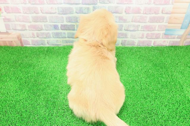 新潟県のチワックス(チワワ×ダックス) (Coo&RIKU新潟東店/2025年11月27日生まれ/女の子/クリーム)の子犬の4枚目の画像