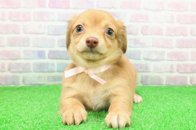 長野県のチワックス(チワワ×ダックス) (Coo&RIKU長野店/2025年11月27日生まれ/女の子/レッド)の子犬の1枚目の画像