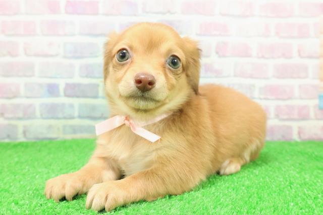 長野県のチワックス(チワワ×ダックス) (Coo&RIKU長野店/2025年11月27日生まれ/女の子/レッド)の子犬の2枚目の画像