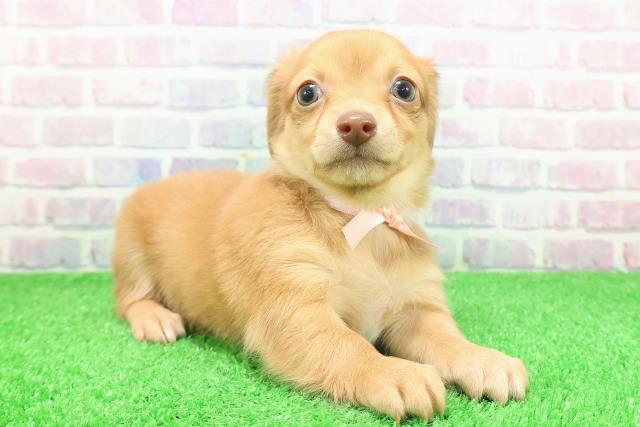 長野県のチワックス(チワワ×ダックス) (Coo&RIKU長野店/2025年11月27日生まれ/女の子/レッド)の子犬の3枚目の画像