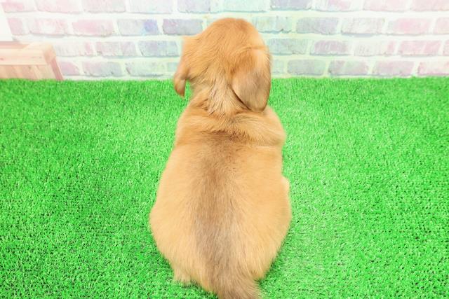 長野県のチワックス(チワワ×ダックス) (Coo&RIKU長野店/2025年11月27日生まれ/女の子/レッド)の子犬の4枚目の画像