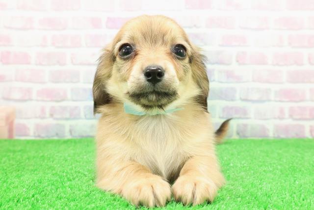 長野県のチワックス(チワワ×ダックス) (Coo&RIKU綿半庄内店/2025年11月27日生まれ/男の子/シェーデットイエロー)の子犬の1枚目の画像