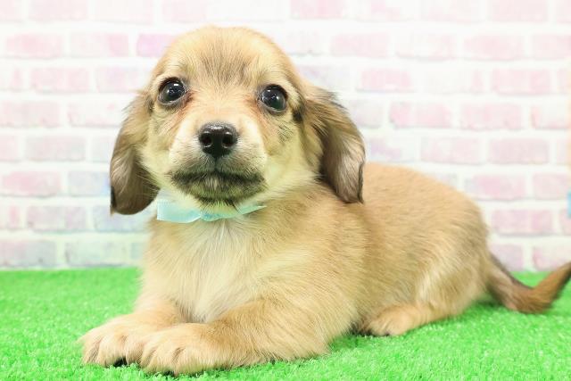 長野県のチワックス(チワワ×ダックス) (Coo&RIKU綿半庄内店/2025年11月27日生まれ/男の子/シェーデットイエロー)の子犬の2枚目の画像