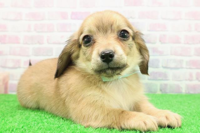 長野県のチワックス(チワワ×ダックス) (Coo&RIKU綿半庄内店/2025年11月27日生まれ/男の子/シェーデットイエロー)の子犬の3枚目の画像