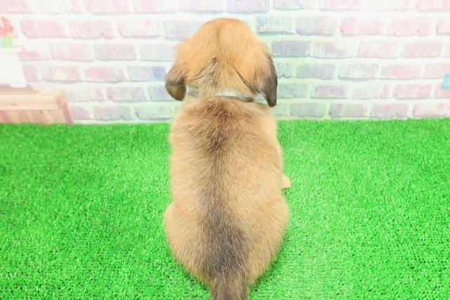 長野県のチワックス(チワワ×ダックス) (Coo&RIKU綿半庄内店/2025年11月27日生まれ/男の子/シェーデットイエロー)の子犬の4枚目の画像