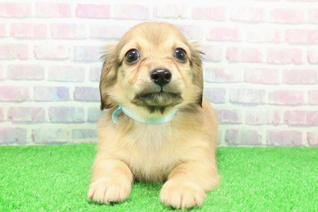 新潟県のチワックス(チワワ×ダックス) (Coo&RIKU上越店/2025年11月27日生まれ/男の子/シェーデットイエロー)の子犬の1枚目の画像