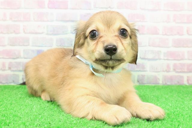 新潟県のチワックス(チワワ×ダックス) (Coo&RIKU上越店/2025年11月27日生まれ/男の子/シェーデットイエロー)の子犬の3枚目の画像