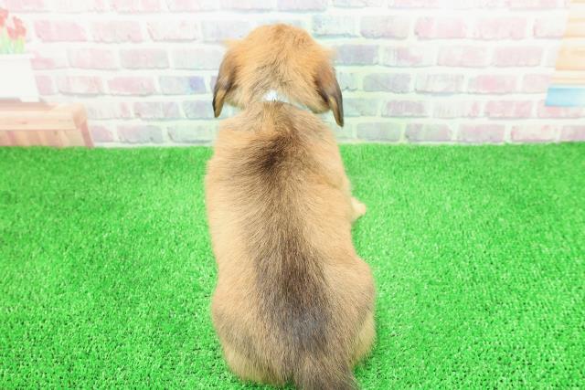 新潟県のチワックス(チワワ×ダックス) (Coo&RIKU上越店/2025年11月27日生まれ/男の子/シェーデットイエロー)の子犬の4枚目の画像