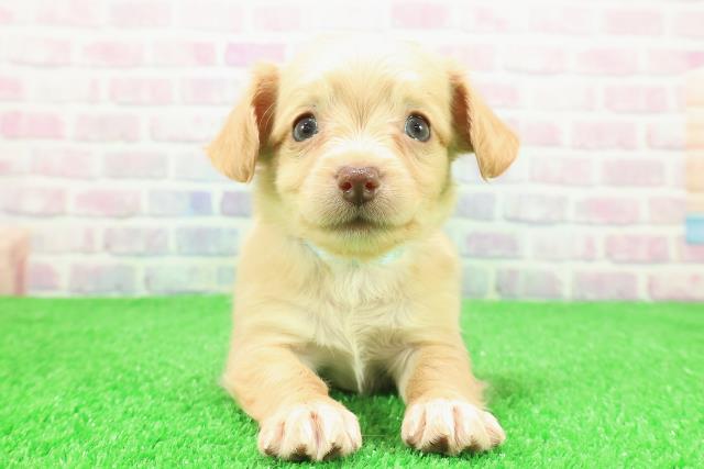 長野県のチワックス(チワワ×ダックス) (Coo&RIKU綿半権堂店/2025年11月30日生まれ/男の子/クリームホワイト)の子犬の1枚目の画像