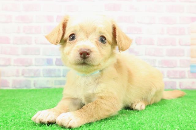 長野県のチワックス(チワワ×ダックス) (Coo&RIKU綿半権堂店/2025年11月30日生まれ/男の子/クリームホワイト)の子犬の2枚目の画像