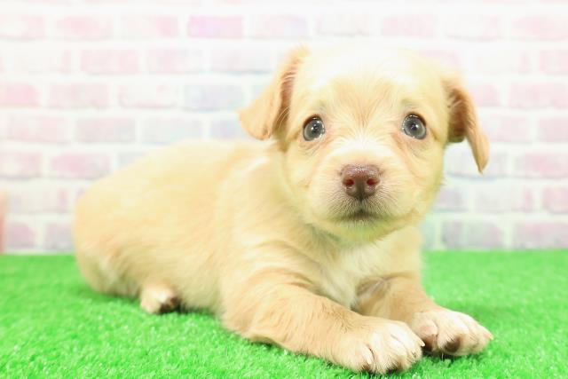 長野県のチワックス(チワワ×ダックス) (Coo&RIKU綿半権堂店/2025年11月30日生まれ/男の子/クリームホワイト)の子犬の3枚目の画像