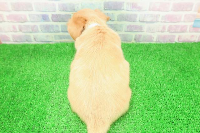 長野県のチワックス(チワワ×ダックス) (Coo&RIKU綿半権堂店/2025年11月30日生まれ/男の子/クリームホワイト)の子犬の4枚目の画像