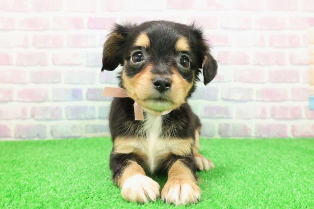 長野県のチワックス(チワワ×ダックス) (Coo&RIKUコメリパワー長野東部店/2025年11月30日生まれ/女の子/ブラックタンホワイト)の子犬の1枚目の画像