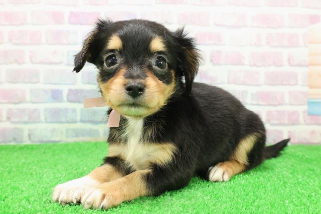 長野県のチワックス(チワワ×ダックス) (Coo&RIKUコメリパワー長野東部店/2025年11月30日生まれ/女の子/ブラックタンホワイト)の子犬の2枚目の画像