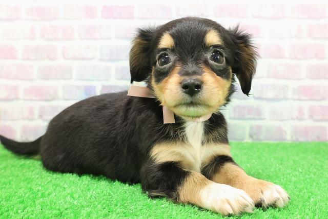 長野県のチワックス(チワワ×ダックス) (Coo&RIKUコメリパワー長野東部店/2025年11月30日生まれ/女の子/ブラックタンホワイト)の子犬の3枚目の画像