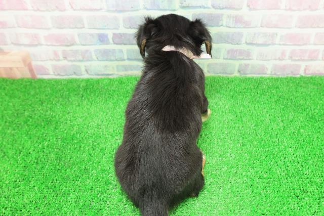 長野県のチワックス(チワワ×ダックス) (Coo&RIKUコメリパワー長野東部店/2025年11月30日生まれ/女の子/ブラックタンホワイト)の子犬の4枚目の画像