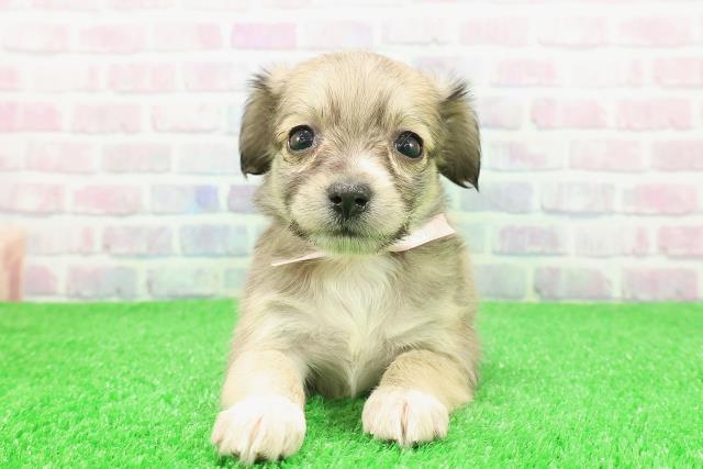 長野県のチワックス(チワワ×ダックス) (Coo&RIKU綿半上田店/2025年11月30日生まれ/女の子/シェーデットイエロー)の子犬の1枚目の画像