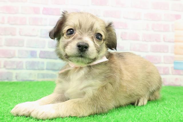 長野県のチワックス(チワワ×ダックス) (Coo&RIKU綿半上田店/2025年11月30日生まれ/女の子/シェーデットイエロー)の子犬の2枚目の画像