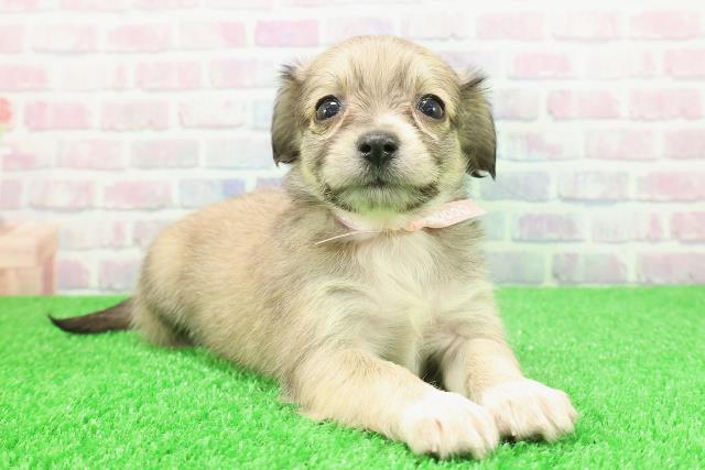 長野県のチワックス(チワワ×ダックス) (Coo&RIKU綿半上田店/2025年11月30日生まれ/女の子/シェーデットイエロー)の子犬の3枚目の画像