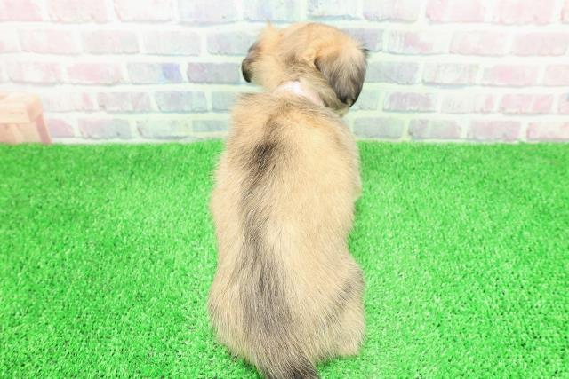 長野県のチワックス(チワワ×ダックス) (Coo&RIKU綿半上田店/2025年11月30日生まれ/女の子/シェーデットイエロー)の子犬の4枚目の画像