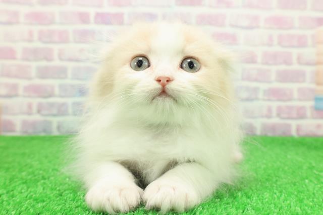 北海道のスコティッシュフォールド (Coo&RIKU帯広店/2025年11月28日生まれ/男の子/クリームホワイト)の子猫の1枚目の画像