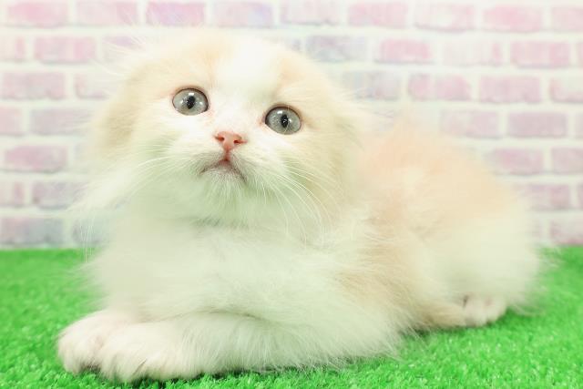 北海道のスコティッシュフォールド (Coo&RIKU帯広店/2025年11月28日生まれ/男の子/クリームホワイト)の子猫の2枚目の画像