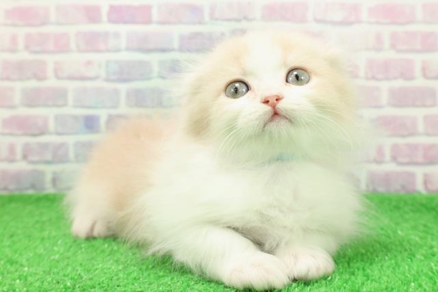 北海道のスコティッシュフォールド (Coo&RIKU帯広店/2025年11月28日生まれ/男の子/クリームホワイト)の子猫の3枚目の画像