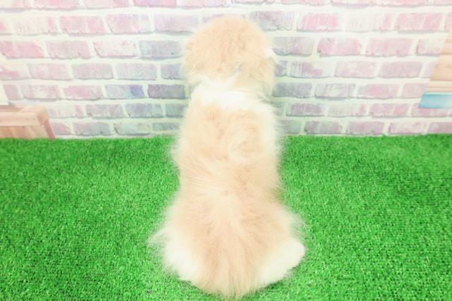 北海道のスコティッシュフォールド (Coo&RIKU帯広店/2025年11月28日生まれ/男の子/クリームホワイト)の子猫の4枚目の画像