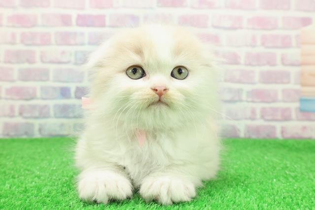 北海道のスコティッシュフォールド (Coo&RIKU北見店/2025年11月28日生まれ/女の子/クリームホワイト)の子猫の1枚目の画像