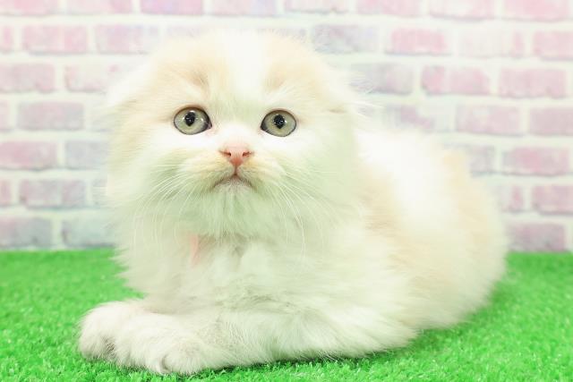 北海道のスコティッシュフォールド (Coo&RIKU北見店/2025年11月28日生まれ/女の子/クリームホワイト)の子猫の2枚目の画像